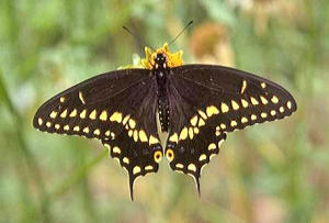 Balck Swallowtail Butterfly