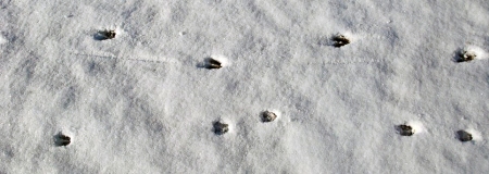 Mamma & Baby White-tailed deer tracks.