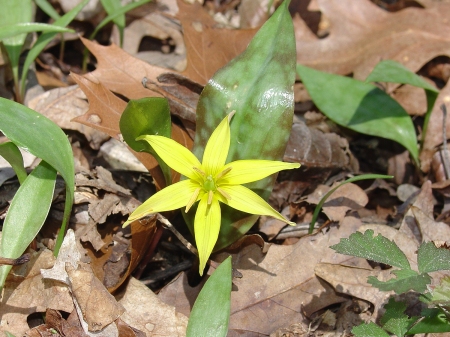 Seldom-seen yellow trout lily