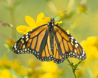 A female Monarch Butterfly enjoys a stop over at Mount Magazine.